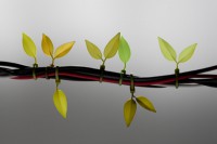 leaf-tie-kabelbinder-am-Kabel