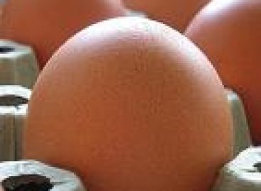 Trend in Großstadt: Bio-Eier aus eigener Zucht